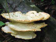 명아주개떡버섯 (Tyromyces sambuceus (Lloyd) Imaz.)