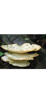 명아주개떡버섯 (Tyromyces sambuceus (Lloyd) Imaz.)