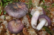 청머루무당버섯_2_포도주색 계통(청버섯, 푸른무당버섯) (Russula cyanoxantha (Shaeff.) Fr. > Russula cyanoxantha var. cyanoxantha (Schaeff.) Fr. > Russula cyanoxantha var. cutefracta (Cke.) Krglst. > Russula cyanoxantha f. peltereaui Sing.)