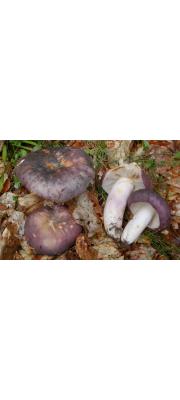 청머루무당버섯_2_포도주색 계통(청버섯, 푸른무당버섯) (Russula cyanoxantha (Shaeff.) Fr. > Russula cyanoxantha var. cyanoxantha (Schaeff.) Fr. > Russula cyanoxantha var. cutefracta (Cke.) Krglst. > Russula cyanoxantha f. peltereaui Sing.)