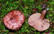 피칠벚꽃버섯 (Hygrophorus erubescens (Fr.) Fr.)