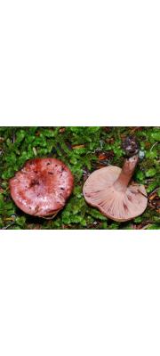 피칠벚꽃버섯 (Hygrophorus erubescens (Fr.) Fr.)