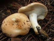 담갈색무당버섯 (Russula compacta Frost)