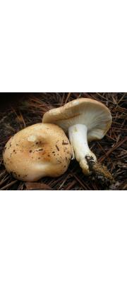 담갈색무당버섯 (Russula compacta Frost)