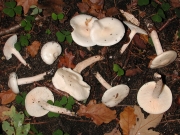 크림벚꽃버섯 (Hygrophorus hedrychii Vel.)