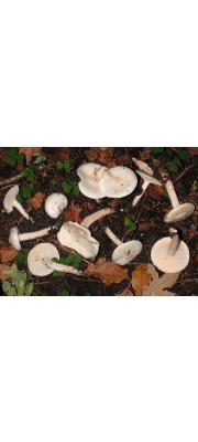 크림벚꽃버섯 (Hygrophorus hedrychii Vel.)