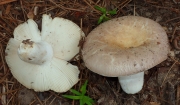 기와무당버섯 (Russula crustosa Peck)