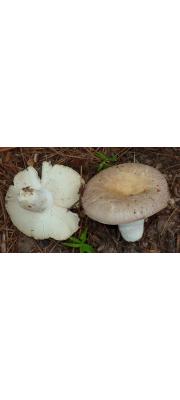 기와무당버섯 (Russula crustosa Peck)