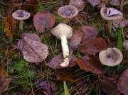 끈적벚꽃버섯 (Hygrophorus hypothejus (Fr.) Fr.)
