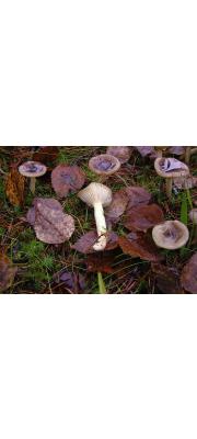 끈적벚꽃버섯 (Hygrophorus hypothejus (Fr.) Fr.)
