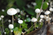 선녀새끼애주름버섯(흰천사버섯, 흰선녀애주름버섯) (Hemimycena cuculata (Pers.) Sing.  > Mycena cuculata)