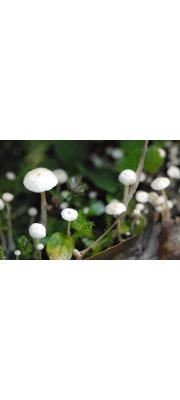 선녀새끼애주름버섯(흰천사버섯, 흰선녀애주름버섯) (Hemimycena cuculata (Pers.) Sing.  > Mycena cuculata)