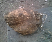 복령 (Wolfiporia extensa (Peck) Ginns  >Wolfiporia cocos (Wolf) Ryv. & Gilbn.)
