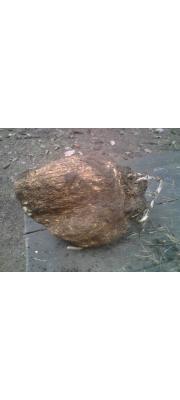 복령 (Wolfiporia extensa (Peck) Ginns  >Wolfiporia cocos (Wolf) Ryv. &amp; Gilbn.)