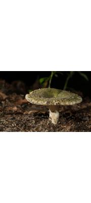 청머루무당버섯_1_녹색계통(청버섯, 푸른무당버섯) (Russula cyanoxantha (Shaeff.) Fr. > Russula cyanoxantha var. cyanoxantha (Schaeff.) Fr. > Russula cyanoxantha var. cutefracta (Cke.) Krglst. > Russula cyanoxantha f. peltereaui Sing.)