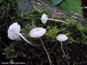 미세새끼애주름버섯 (Hemimycena hirsuta (Tode.) Sing.  > Hemimycena crispula (Quél.) Sing.)
