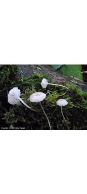 미세새끼애주름버섯 (Hemimycena hirsuta (Tode.) Sing.  > Hemimycena crispula (Quél.) Sing.)