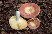 헛무늬무당버섯 (Russula decipiens (Sing.) Kühn. & Romagn.)