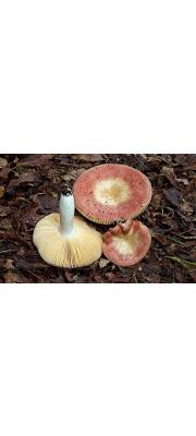 헛무늬무당버섯 (Russula decipiens (Sing.) Kühn. &amp; Romagn.)