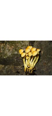 노란털벚꽃버섯 (Hygrophorus lucorum Kalchbr.)