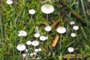 새끼애주름버섯 (Hemimycena lactea (Pers.) Sing.)