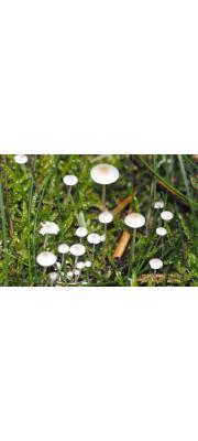 새끼애주름버섯 (Hemimycena lactea (Pers.) Sing.)