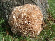 판상꽃송이버섯 (Sparassis laminosa Fr.)