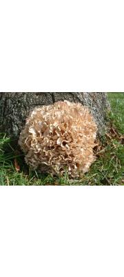 판상꽃송이버섯 (Sparassis laminosa Fr.)