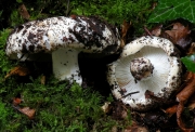 흰무당버섯(푸른주름무당버섯) (Russula delica Fr. > Russula delica var. glaucophylla Quél.)