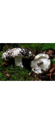 흰무당버섯(푸른주름무당버섯) (Russula delica Fr. > Russula delica var. glaucophylla Quél.)