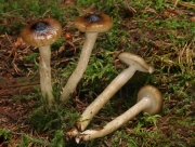 젤리벚꽃버섯 (Hygrophorus olivaceoalbus (Fr.) Fr.)
