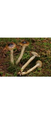 젤리벚꽃버섯 (Hygrophorus olivaceoalbus (Fr.) Fr.)