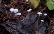 약한새끼애주름버섯 (Hemimycena pseudocrispula (Kühn.) Sing.  > Mycena pseudocrispula Kühn.)
