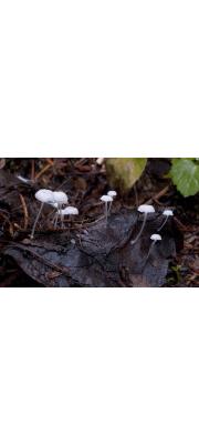 약한새끼애주름버섯 (Hemimycena pseudocrispula (Kühn.) Sing.  > Mycena pseudocrispula Kühn.)