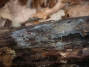 가루끈적고약버섯 (Xenasma pruinosum (Pat.) Donk)