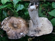 애기무당버섯 (Russula densifolia Secr. ex Gill.)