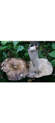 애기무당버섯 (Russula densifolia Secr. ex Gill.)