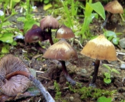 청환각버섯 (Psilocybe subcaerulipes Hongo > Psilocybe argentipes K. Yokoyama)