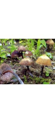 청환각버섯 (Psilocybe subcaerulipes Hongo > Psilocybe argentipes K. Yokoyama)