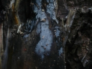 결절끈적고약버섯 (Xenasma tulasnelloideum (Höhn. & Litsch.) Donk)