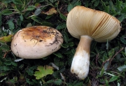 마른무당버섯 (Russula dryadicola Fellner & Landa)