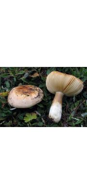 마른무당버섯 (Russula dryadicola Fellner &amp; Landa)