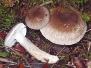 끈적대벚꽃버섯(끈적벚꽃버섯) (Hygrophorus persoonii Arnolds)