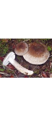 끈적대벚꽃버섯(끈적벚꽃버섯) (Hygrophorus persoonii Arnolds)