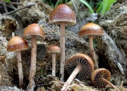 좀환각버섯 (Psilocybe coprophila (Bull.) P. Kumm.)