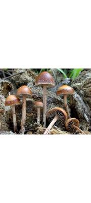 좀환각버섯 (Psilocybe coprophila (Bull.) P. Kumm.)