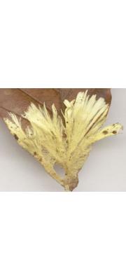 황금털버섯(황금미세고약버섯) (Xenasmatella vaga (Fr.) Stapl. > Trechispora vaga (Fr.) Liberta)
