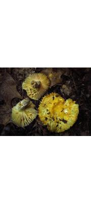 귀무당버섯 (Russula earlei Peck)