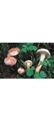 보라벚꽃버섯 (Hygrophorus purpurascens (Alb. &amp; Schw.) Fr.)