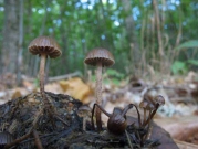 분색환각버섯 (Psilocybe merdaria (Fr.) Ricken  > Stropharia merdaria (Fr.) Quél.)